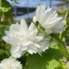 Sets 5 Mock Orange Shrub Live Plant, 1 to 2 Feet Tall Snowflake Philadelphus Live Shrubs Outdoor Planting, Bare Root, Dormant, Fragrant And Easy Planting