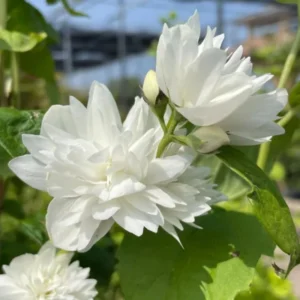 Sets 5 Mock Orange Shrub Live Plant, 1 to 2 Feet Tall Snowflake Philadelphus Live Shrubs Outdoor Planting, Bare Root, Dormant, Fragrant And Easy Planting