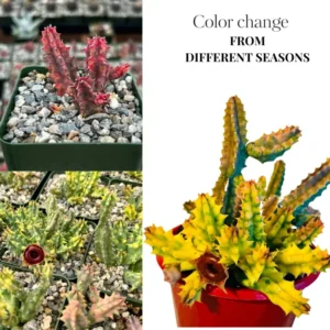 Rare Cactus Plant Live, Variegated Zebrina Lifesaver Cactus in 3" Pot, Pink Succulent, Seasonal Color Changes, Trailing Succulent, Ornamental Succulent Live Houseplant