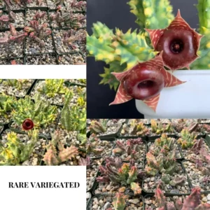 Rare Cactus Plant Live, Variegated Zebrina Lifesaver Cactus in 3