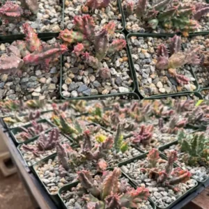 Rare Cactus Plant Live, Variegated Zebrina Lifesaver Cactus in 3