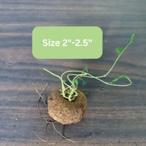 Big Stephania Plant Caudex, Stephania Cepharantha Bulb (2.5-3