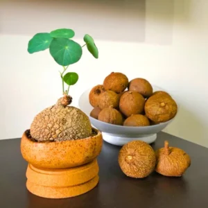 Big Stephania Plant Caudex, Stephania Cepharantha Bulb (2.5-3