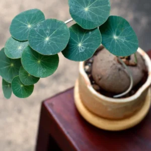 Big Stephania Plant Caudex, Stephania Cepharantha Bulb, Vining Plant Easy Planting, Stephania Live Plant, Rare Succulent Plant, No Leaf, Climbing Flowering Vine Plant