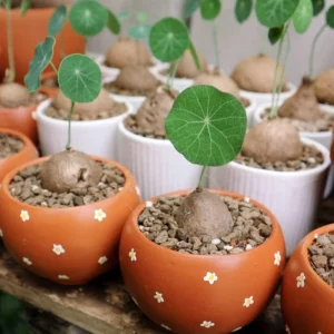 Big Stephania Plant Caudex, Stephania Cepharantha Bulb (2.5-3