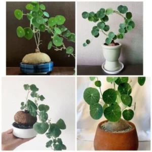 Big Stephania Plant Caudex, Stephania Cepharantha Bulb (2.5-3