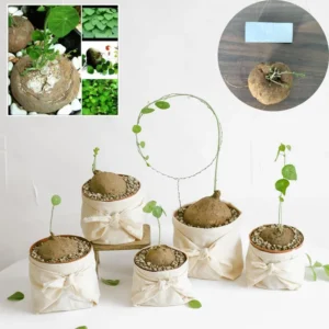 Big Stephania Plant Caudex, Stephania Cepharantha Bulb (2.5-3