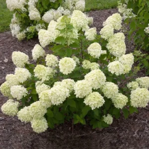 Lime Hydrangea Live Plant Bush Shrub for Planting, Hydrangea Plant Tree in Quart Pot