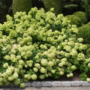 Lime Hydrangea Live Plant Bush Shrub for Planting, Hydrangea Plant Tree in Quart Pot