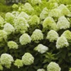Lime Hydrangea Live Plant Bush Shrub for Planting, Hydrangea Plant Tree in Quart Pot