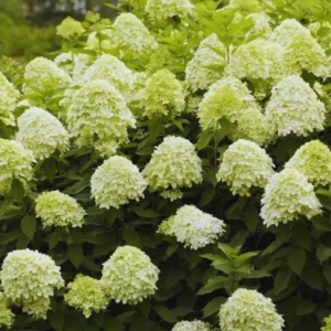 Lime Hydrangea Live Plant Bush Shrub for Planting, Hydrangea Plant Tree in Quart Pot