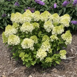 Lime Hydrangea Live Plant Bush Shrub for Planting, Hydrangea Plant Tree in Quart Pot