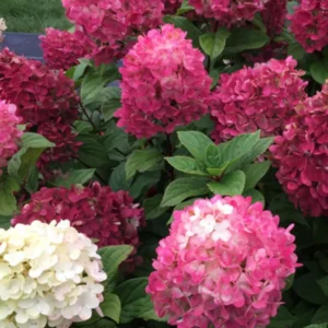 Fire Hydrangea Live Plant Bush Shrub for Planting, Hydrangea Tree Plant in Quart Pot, 9-12 Inc Tall