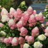 Fire Hydrangea Live Plant Bush Shrub for Planting, Hydrangea Tree Plant in Quart Pot, 9-12 Inc Tall