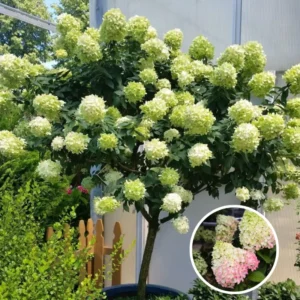 Fire Hydrangea Live Plant Bush Shrub for Planting, Hydrangea Tree Plant in Quart Pot, 9-12 Inc Tall