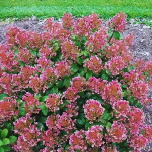 Fire Hydrangea Live Plant Bush Shrub for Planting, Hydrangea Tree Plant in Quart Pot, 9-12 Inc Tall