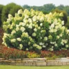Lime Hydrangea Live Plant Bush Shrub for Planting, Hydrangea Plant Tree in Quart Pot