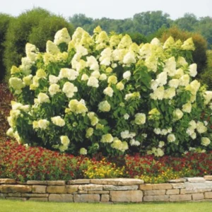 Lime Hydrangea Live Plant Bush Shrub for Planting, Hydrangea Plant Tree in Quart Pot