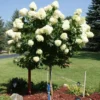 Lime Hydrangea Live Plant Bush Shrub for Planting, Hydrangea Plant Tree in Quart Pot