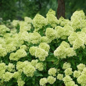 Lime Hydrangea Live Plant Bush Shrub for Planting, Hydrangea Plant Tree in Quart Pot