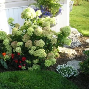 Lime Hydrangea Live Plant Bush Shrub for Planting, Hydrangea Plant Tree in Quart Pot