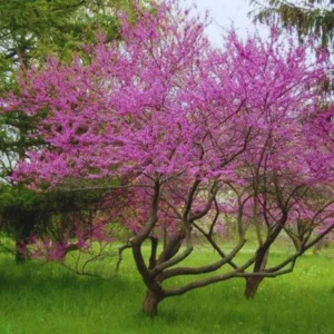 Eastern Redbud Tree Live Plant in Quart Pot, Eastern Red Bud Tree Live Plant, 6 To 15 Inc Redbud Trees for Planting, Live Redbud Trees, Redbud Tree Live Plant, Redbud Tree Live