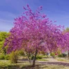 Eastern Redbud Tree Live Plant in Quart Pot, Eastern Red Bud Tree Live Plant, 6 To 15 Inc Redbud Trees for Planting, Live Redbud Trees, Redbud Tree Live Plant, Redbud Tree Live