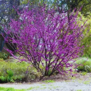 Eastern Redbud Tree Live Plant in Quart Pot, Eastern Red Bud Tree Live Plant, 6 To 15 Inc Redbud Trees for Planting, Live Redbud Trees, Redbud Tree Live Plant, Redbud Tree Live