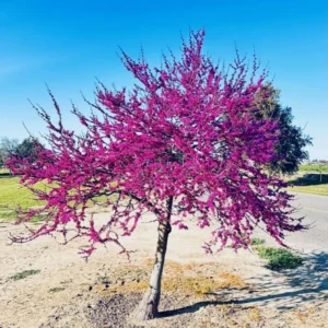 Eastern Redbud Tree Live Plant in Quart Pot, Eastern Red Bud Tree Live Plant, 6 To 15 Inc Redbud Trees for Planting, Live Redbud Trees, Redbud Tree Live Plant, Redbud Tree Live