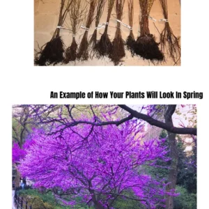 Set 5 Eastern Red Bud Trees Live, Redbud Trees for Planting, 12 To 18 Inc Bare Root, No Leaf, Eastern Redbud Tree Live Plant , Live Redbud Trees, Redbud Tree Live Plant, Redbud Tree Live