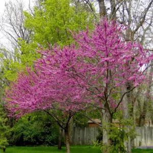 Set 5 Eastern Red Bud Trees Live, Redbud Trees for Planting, 12 To 18 Inc Bare Root, No Leaf, Eastern Redbud Tree Live Plant , Live Redbud Trees, Redbud Tree Live Plant, Redbud Tree Live