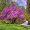 Set 10 Red Bud Trees Live, Eastern Redbud Tree Live Plant Dormant, No Leaf, No Pot, 12 To 18 Inc Redbud Trees for Planting, Redbud Tree Live, Redbud Trees Live Plants