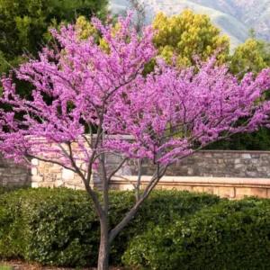Set 10 Red Bud Trees Live, Eastern Redbud Tree Live Plant Dormant, No Leaf, No Pot, 12 To 18 Inc Redbud Trees for Planting, Redbud Tree Live, Redbud Trees Live Plants