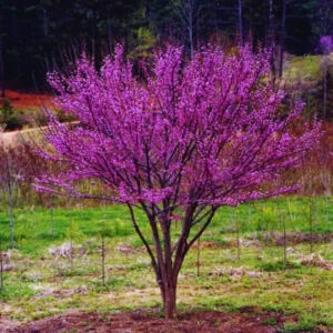 Set 2 Live Redbud Trees, Eastern Red Bud Tree Live Plant in Quart Pot, Redbud Trees for Planting, Live Redbud Trees, Redbud Tree Live Plant, Redbud Tree Live