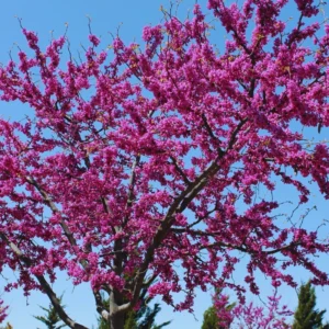 Set 2 Live Redbud Trees, Eastern Red Bud Tree Live Plant in Quart Pot, Redbud Trees for Planting, Live Redbud Trees, Redbud Tree Live Plant, Redbud Tree Live