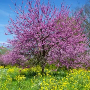 Set 2 Live Redbud Trees, Eastern Red Bud Tree Live Plant in Quart Pot, Redbud Trees for Planting, Live Redbud Trees, Redbud Tree Live Plant, Redbud Tree Live