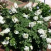 White Oakleaf Hydrangea Live Plant Bush Shrub for Planting, 6-10 Inc Tall in 4" Pot Size, Hydrangea Tree Plant