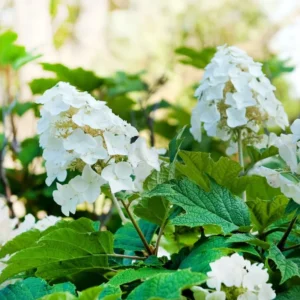White Oakleaf Hydrangea Live Plant Bush Shrub for Planting, 6-10 Inc Tall in 4