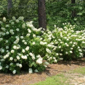 White Oakleaf Hydrangea Live Plant Bush Shrub for Planting, 6-10 Inc Tall in 4