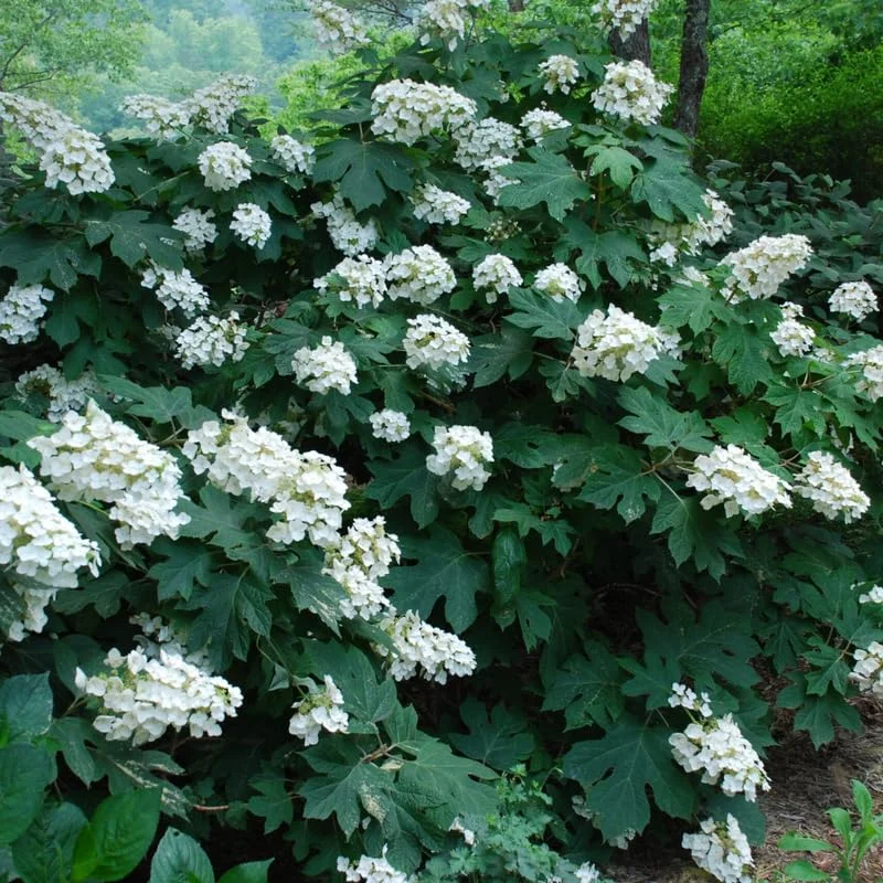 White Oakleaf Hydrangea Live Plant Bush Shrub for Planting, 6-10 Inc Tall in 4" Pot Size, Hydrangea Tree Plant