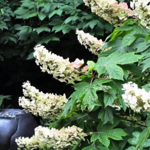 Hydrangea Plant Live, Hydrangea Shrub Bush, Hydrangea Live Plant for House Planting, Outdoor Hydrangea in 1 Gallon Pot, White Oakleaf