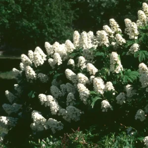 Hydrangea Plant Live, Hydrangea Shrub Bush, Hydrangea Live Plant for House Planting, Outdoor Hydrangea in 1 Gallon Pot, White Oakleaf