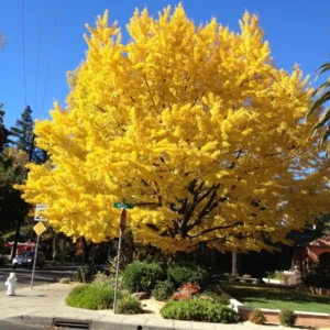 Ginkgo Biloba Tree Live Plant in Quart Pot, 6 to 12 Inc Tall Ginkgo Trees Seedlings, Live Gingko Trees, Seedlings Gingko Trees for Planting, No CA
