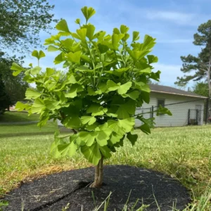 Ginkgo Biloba Tree Live Plant in Quart Pot, 6 to 12 Inc Tall Ginkgo Trees Seedlings, Live Gingko Trees, Seedlings Gingko Trees for Planting, No CA