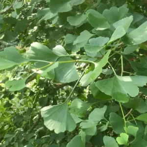 Ginkgo Biloba Tree Live Plant in Quart Pot, 6 to 12 Inc Tall Ginkgo Trees Seedlings, Live Gingko Trees, Seedlings Gingko Trees for Planting, No CA