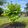 6-12" Ginkgo Biloba Tree Live Plant Seedling in Quart Pot, Ginkgo Tree Plant, Live Gingko Trees, Gingko Trees Seedlings, No CA