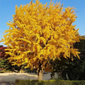 Ginkgo Biloba Tree Live Plant in Quart Pot, 6 to 12 Inc Tall Ginkgo Trees Seedlings, Live Gingko Trees, Seedlings Gingko Trees for Planting, No CA