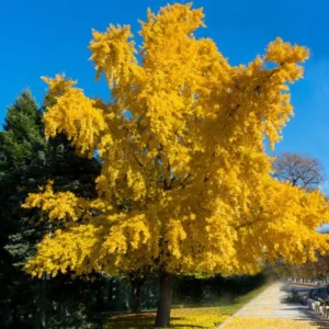 Ginkgo Biloba Tree Live Plant in Quart Pot, 6 to 12 Inc Tall Ginkgo Trees Seedlings, Live Gingko Trees, Seedlings Gingko Trees for Planting, No CA
