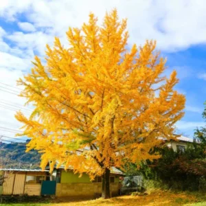 UIOTER Live Ginkgo Biloba Trees Live Plants, 6 to 12 Inc Tall Ginkgo Trees Seedlings, Live Gingko Trees, Gingko Trees Plants, No CA, Yellow