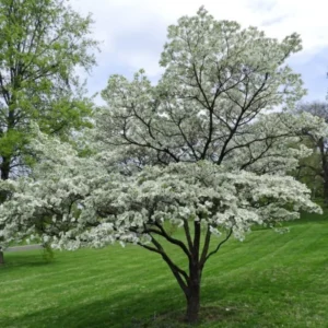 5 White Dogwood Trees Live Plant, Bare Root, Dormant, 1 to 2 Ft Tall, Dogwood Tree for Planting Outdoors, White Flowersing Dogwood Tree Shrub Bush Plant for Growing Outside